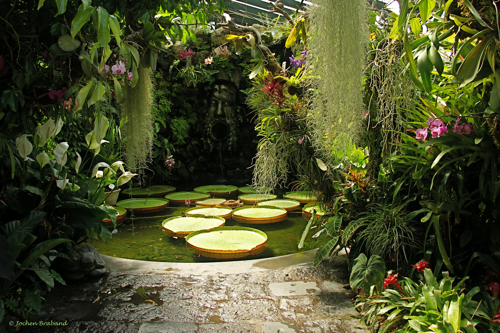 Wasserlilie "Victoria Amazonica" (3)