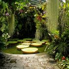 Wasserlilie "Victoria Amazonica" (3)