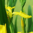 Wasserlilie vor Entengrütze