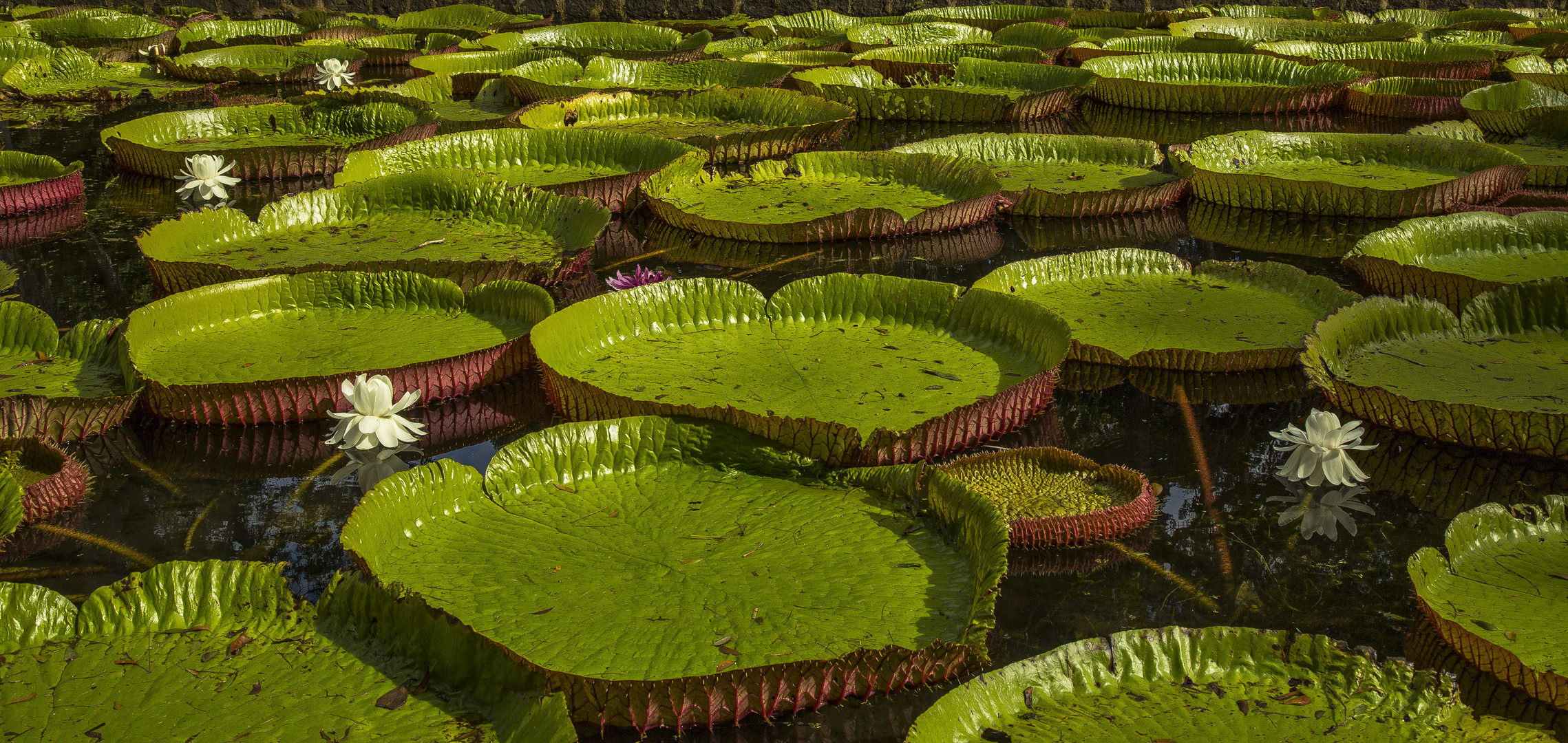 WASSERLILIEN