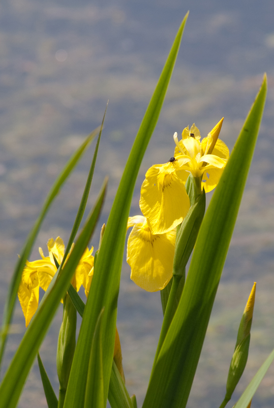 Wasserlilien