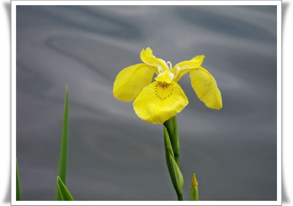 Wasserlilien