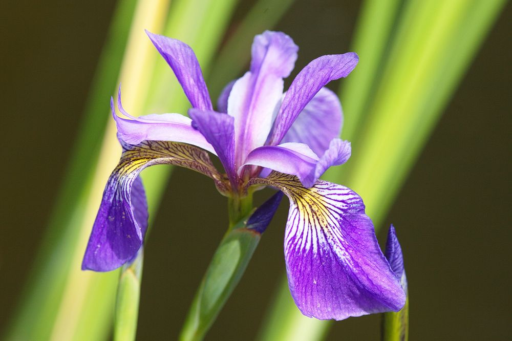 " Wasserlilien "