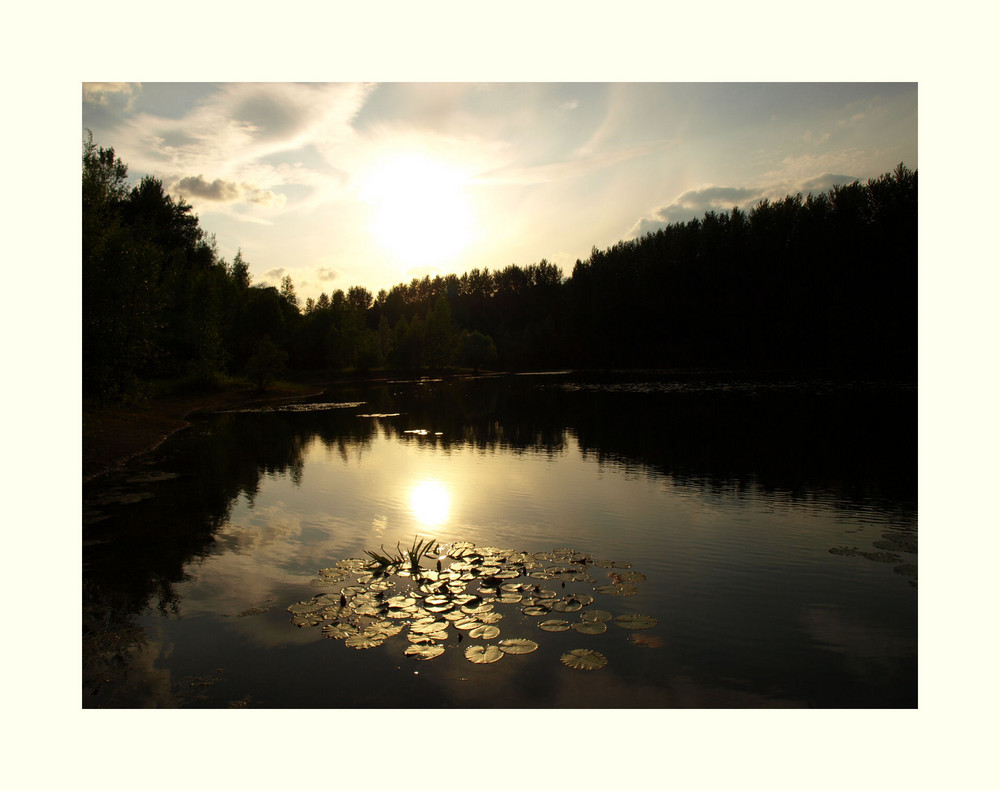 Wasserlilien am Abend in der Grube Cox