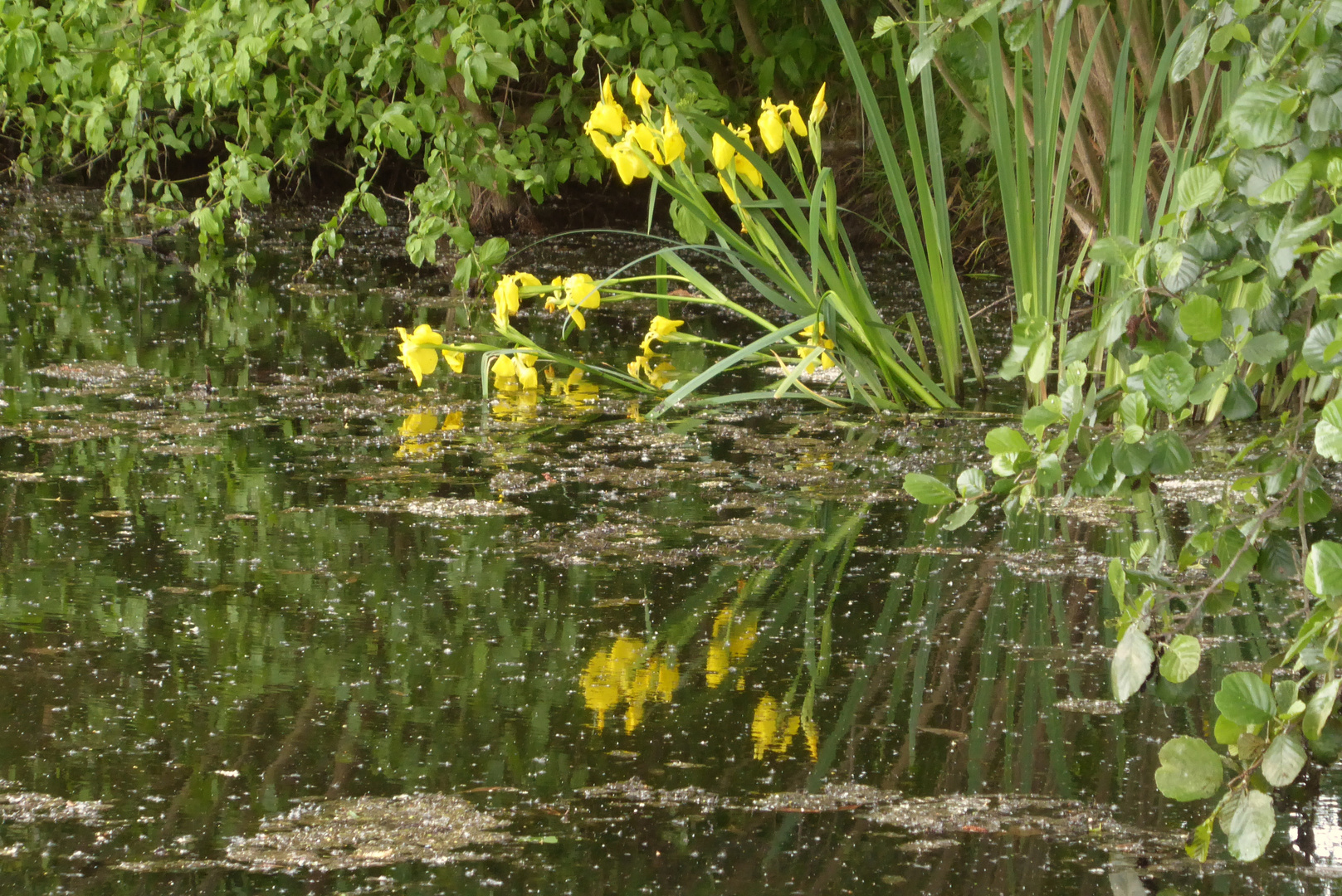 Wasserlilien am Teich