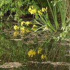 Wasserlilien am Teich