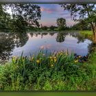 Wasserlilien am Teich 2