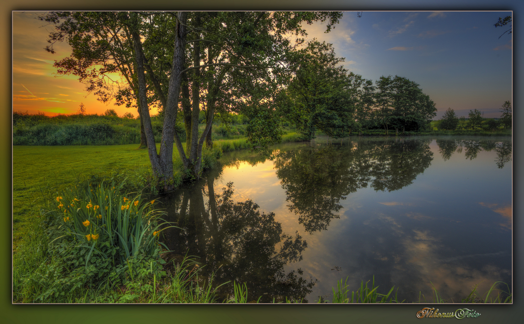  Wasserlilien am Teich