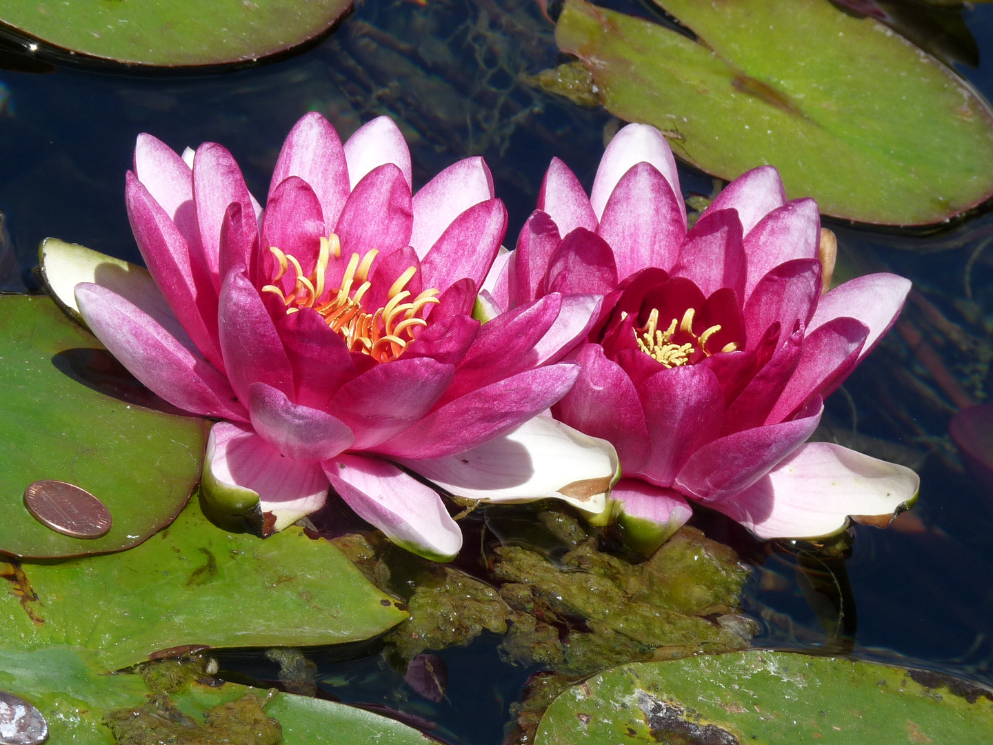 Wasserlilien - Santa Barbara Mission