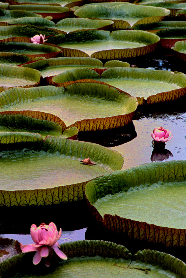 Wasserlilien Victoria Amazonica