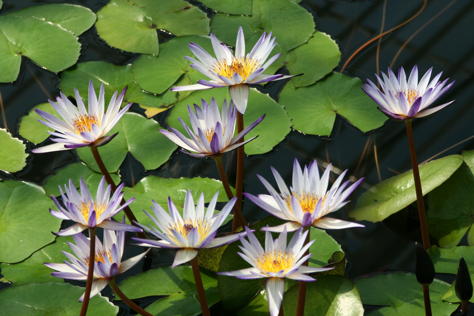 Wasserliliengruppe