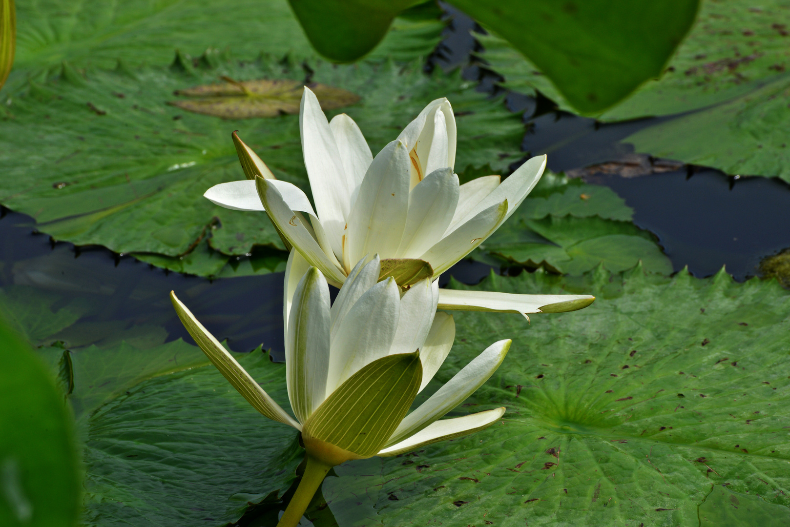 Wasserlilienparade II