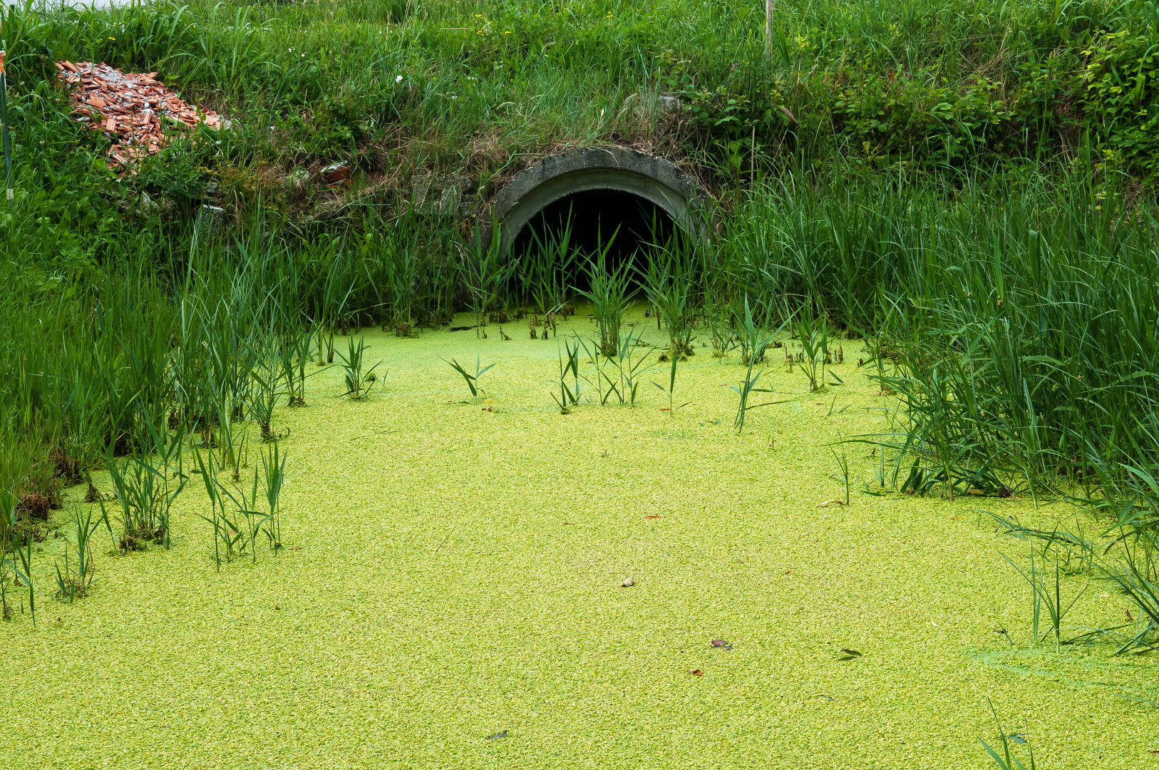 Wasserlinsen