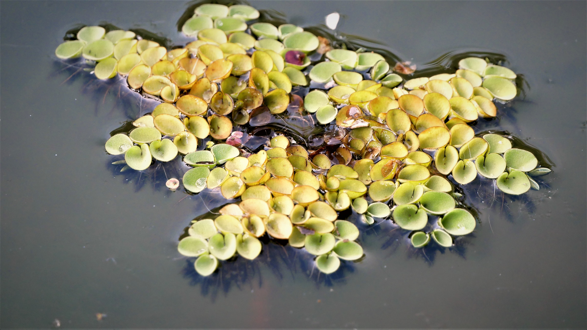 Wasserlinsen