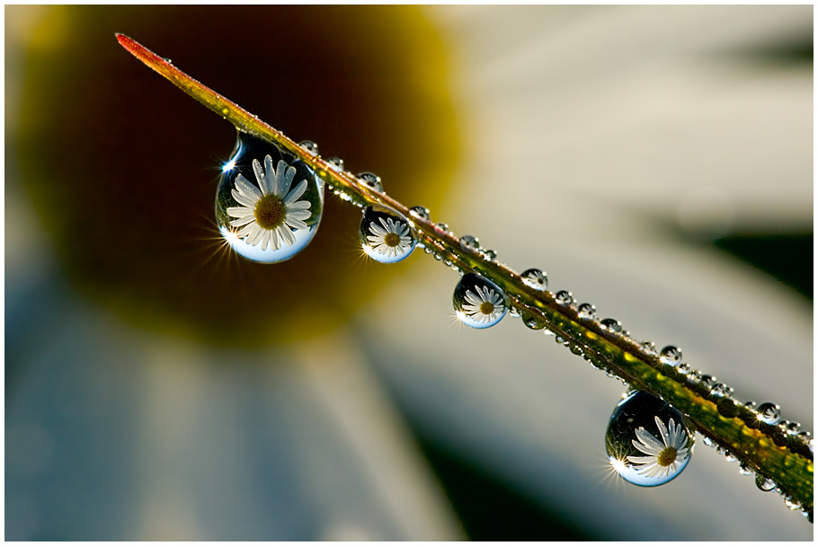 Wasserlinsen