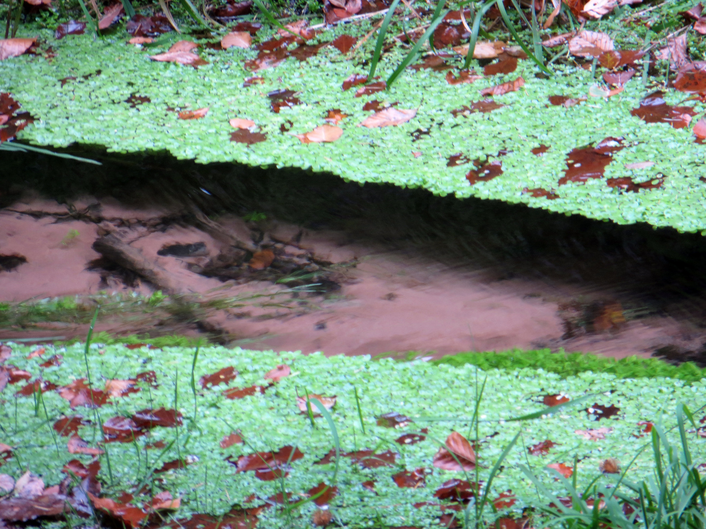 Wasserlinsen im Bach