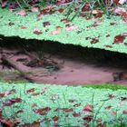 Wasserlinsen im Bach