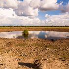 Wasserloch Etosha NP - Namibia