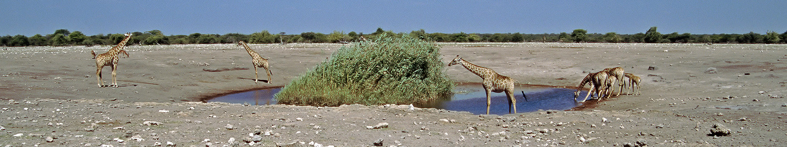 Wasserloch - Große Version