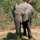 Wasserloch im Etosha