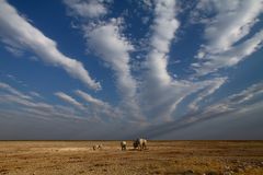 Wasserloch im Etosha-NP