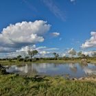 Wasserloch in Botswana