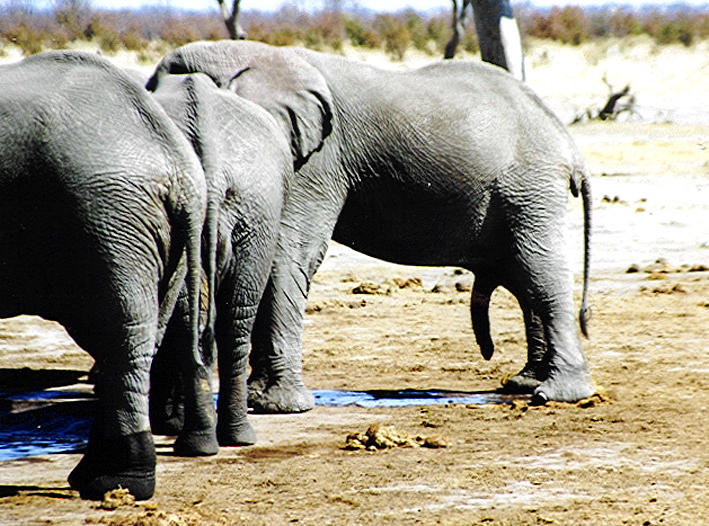 Wasserloch in Botswana