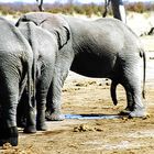 Wasserloch in Botswana