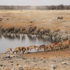 Wasserloch in der Etosha