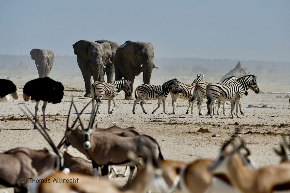 Wasserloch in der Etosha