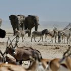 Wasserloch in der Etosha