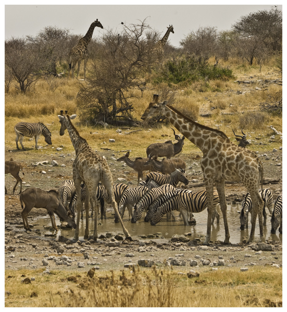 Wasserloch in der Etosha Pfanne