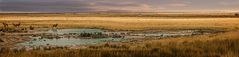 Wasserloch in Etosha