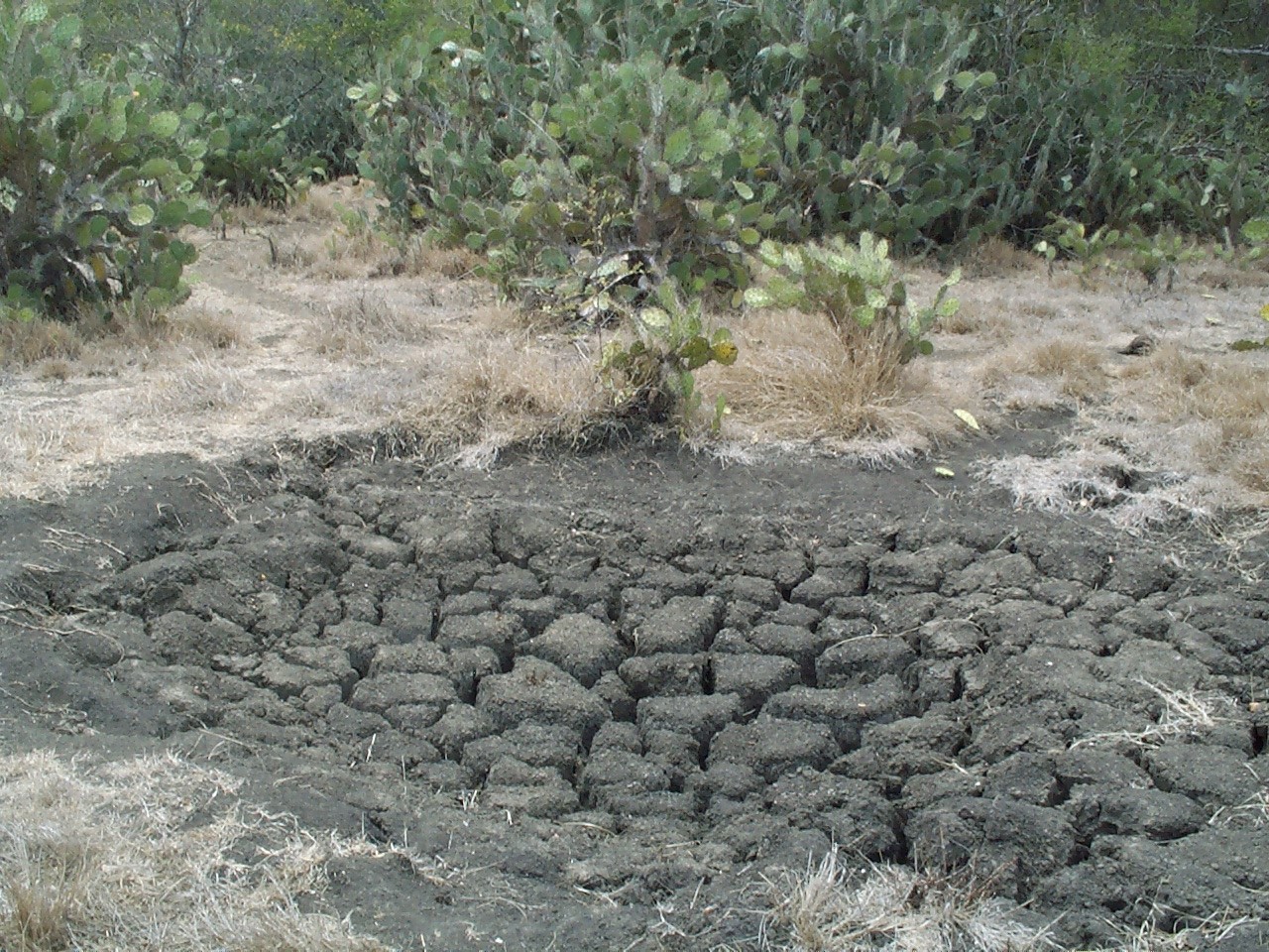 Wasserloch in Indonesien