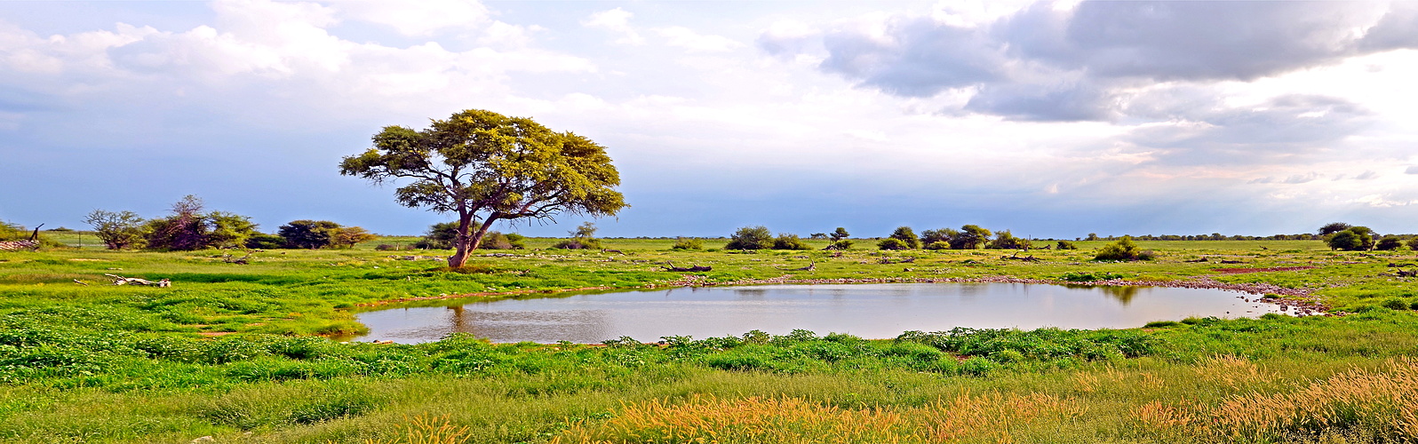 Wasserloch von Okaukuejo