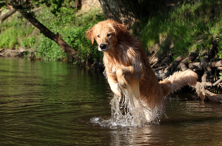 Wassermännchen