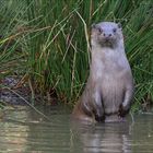 Wassermännchen