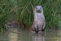 Wassermännchen