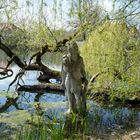 Wassermann im See bei Seeon