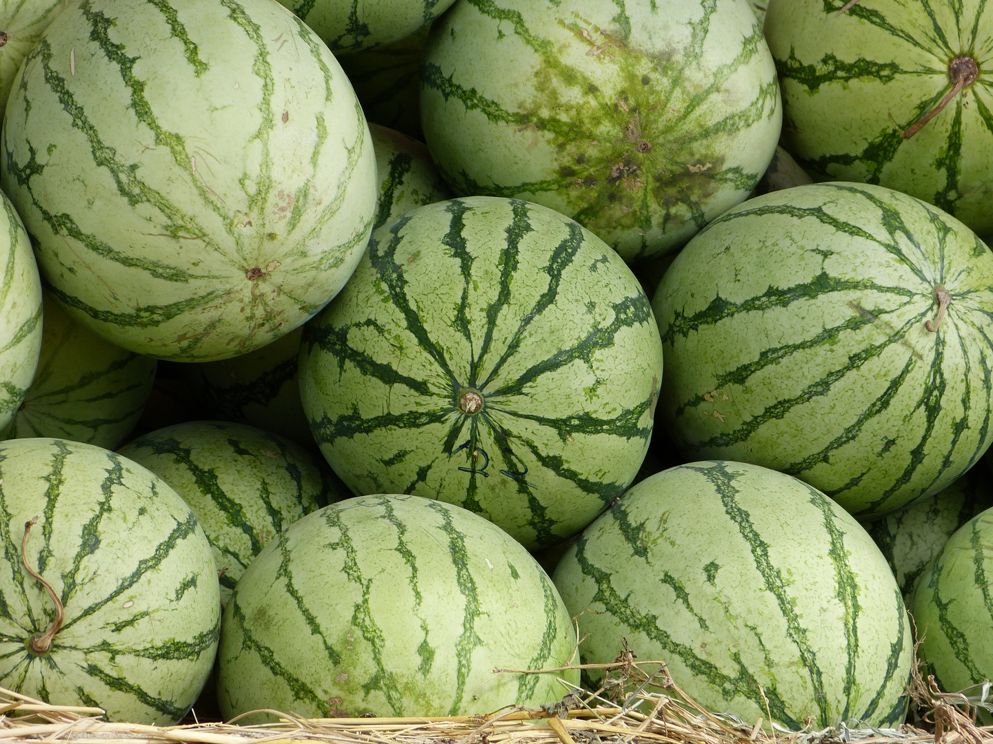 Wassermelone gefällig
