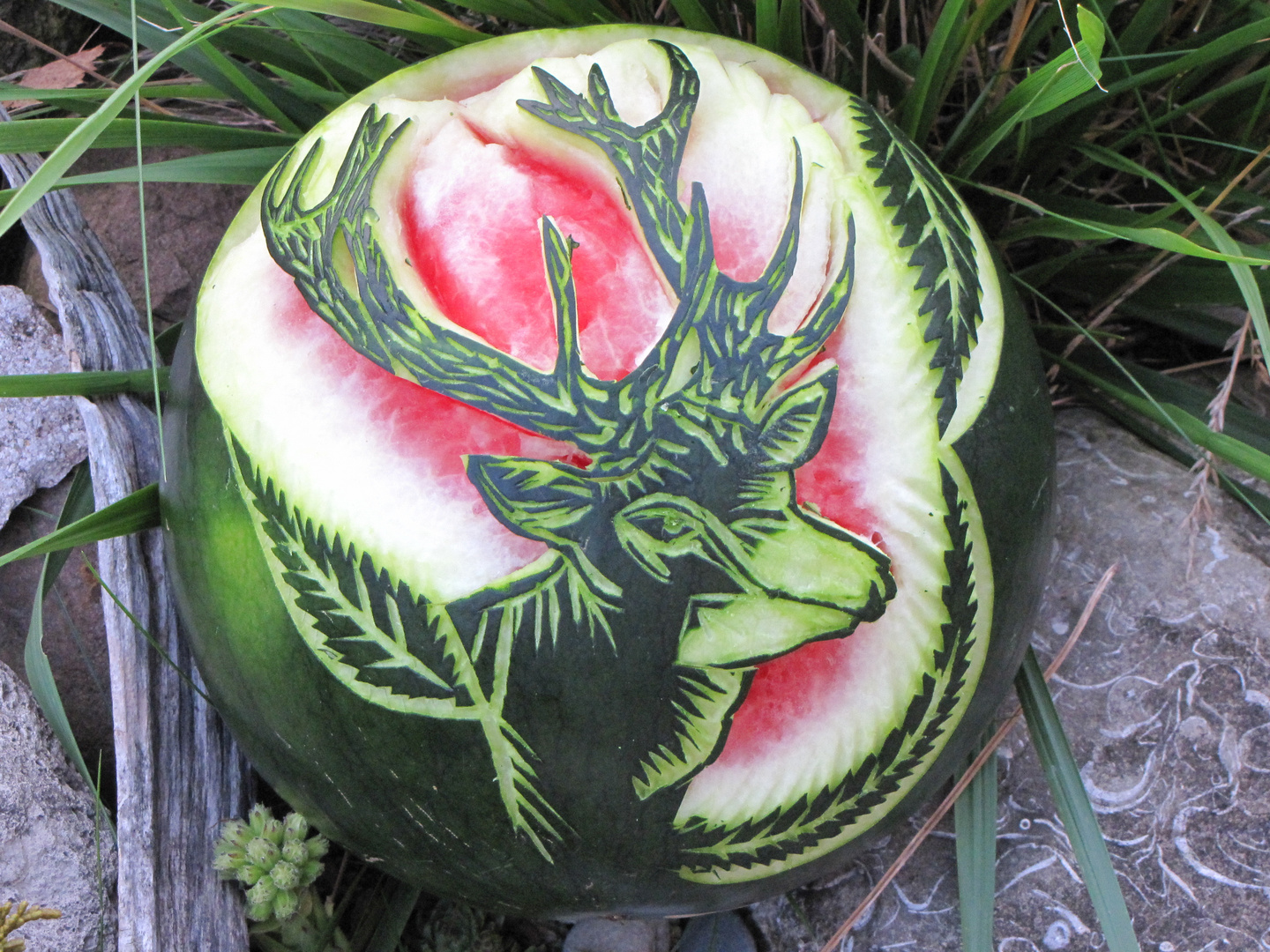Wassermelone Geschnitzt Foto &amp; Bild | stillleben, food-fotografie, obst ...