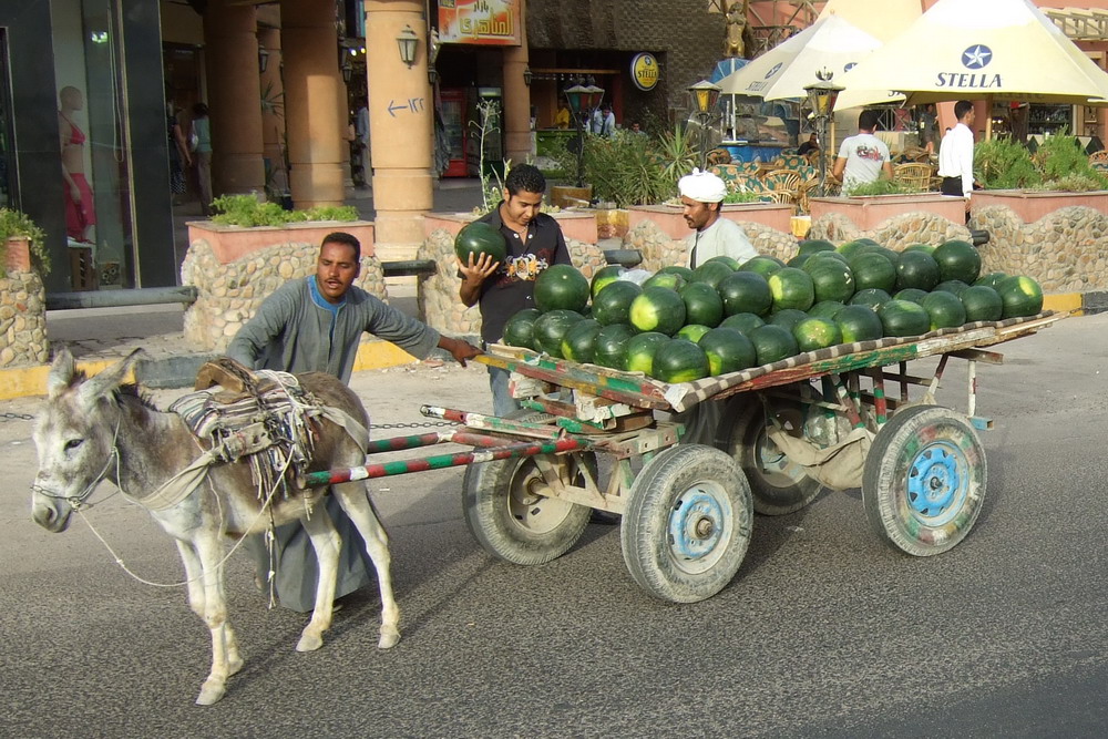 Wassermelonen - Transport und Verkauf