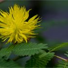 Wassermimose (Neptunia oleracea)