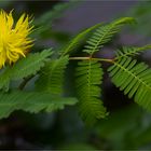 Wassermimose (Neptunia oleracea)....