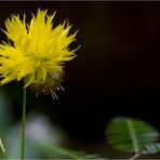 Wassermimose (Neptunia oleracea)..