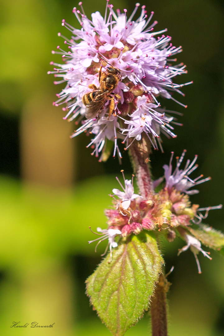 Wasserminze als Bienenweide