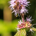 Wasserminze als Bienenweide