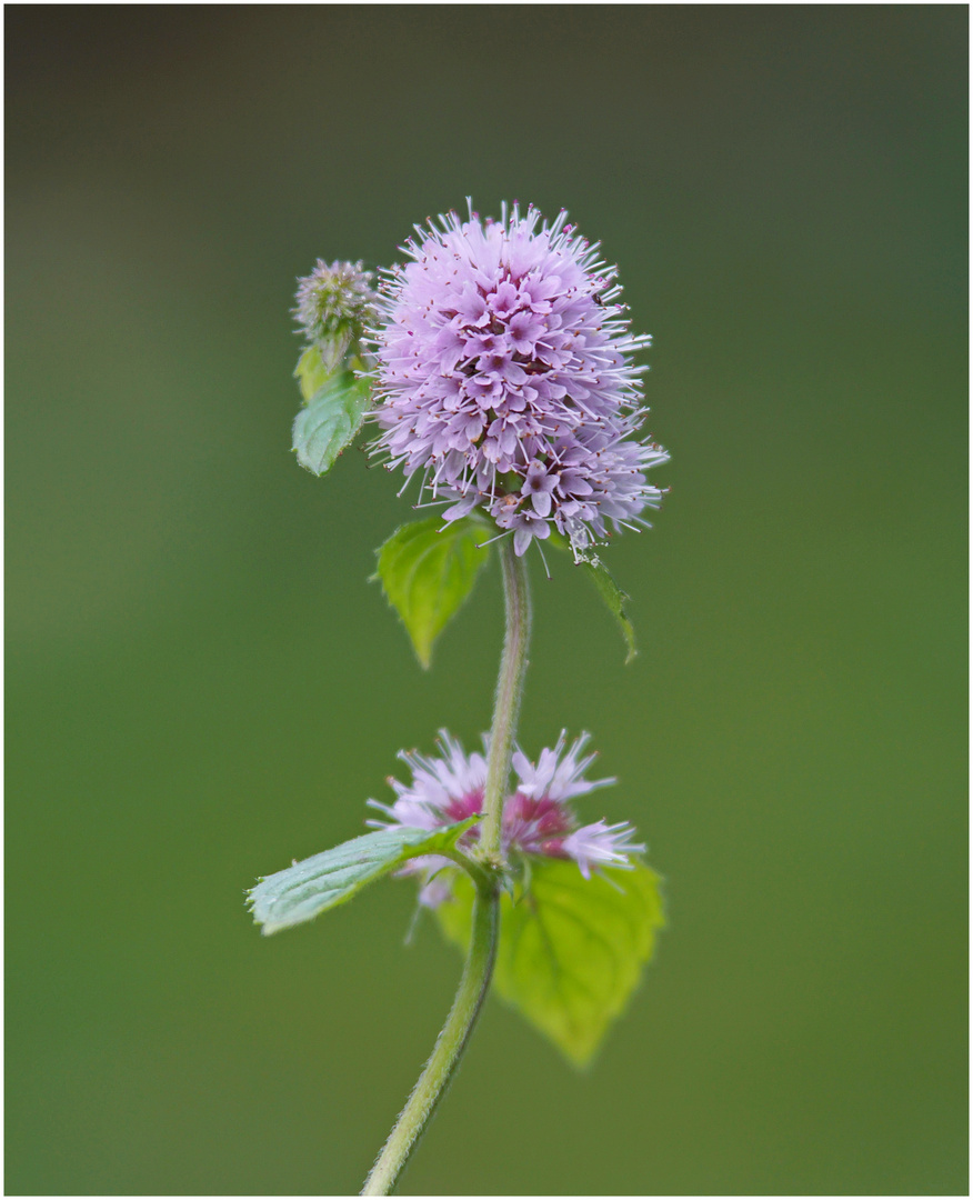 Wasserminze (Mentha aquatica)