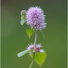 Wasserminze (Mentha aquatica)