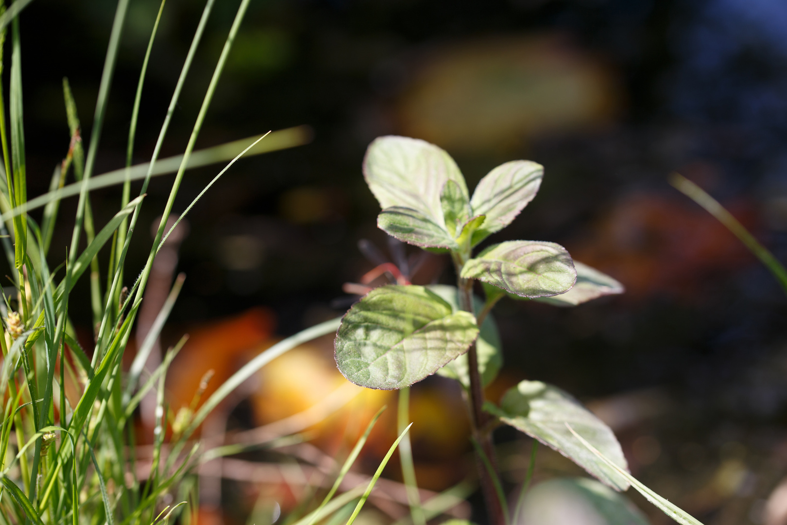 Wasserminze (Mentha aquatica) 